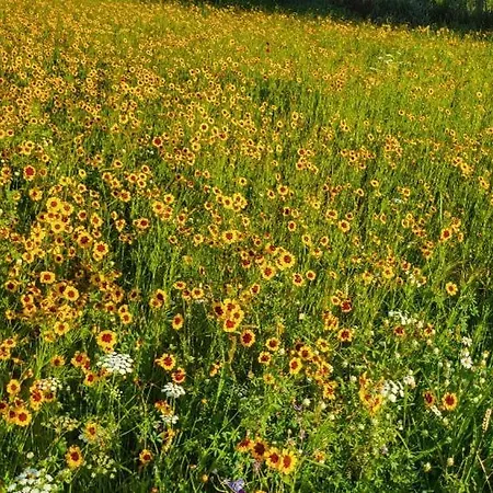 Buitengewoon 펜션