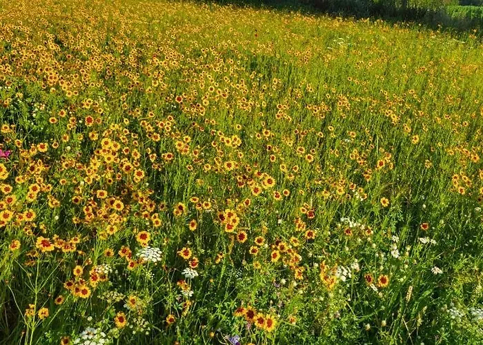 Buitengewoon Nyaraló