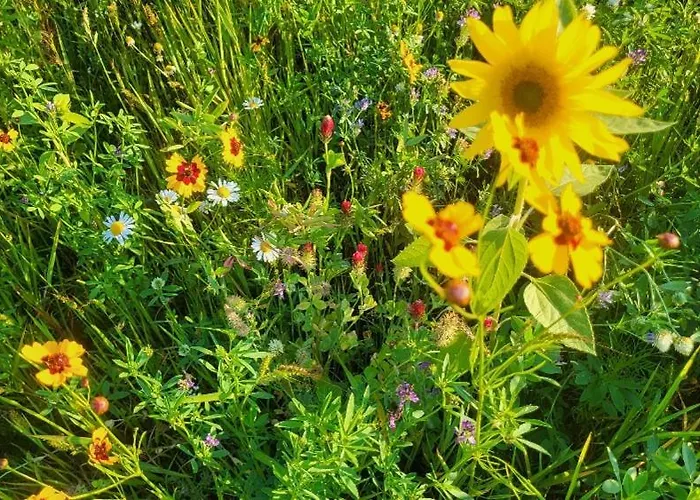 Nyaraló Buitengewoon